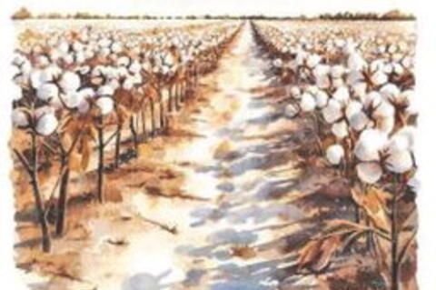 Are you going to the cotton fi