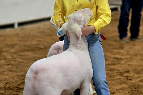 Allen FFA member, Maddie Crabtree is showing her Wether during the 2026 Pontotoc County Livestock show. If you are interested in rewarding these young pople the Premium sale for those making the sale will be Monday Feb 9 at 6 p.m.