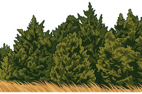 TREES
