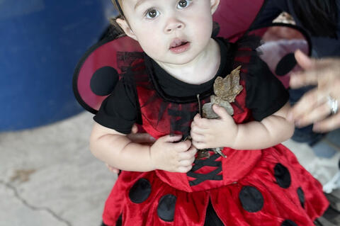 Charlotte Davis was a cute little ladybug on Halloween!