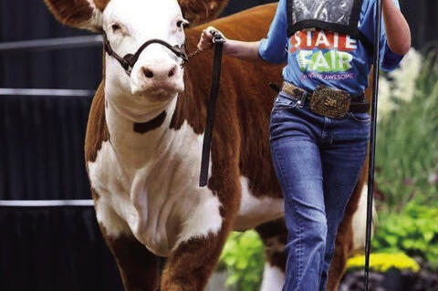 Maebree Howard and her heifer participated in the Tulsa State Fair. The pair won the Bred and Owned Reserve Champion Horned Hereford heifer. Congratulations Maebree