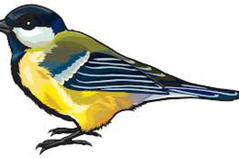 ~ Birds ~