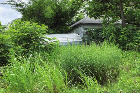 Weed, Trash, Junk and Abandoned Cars