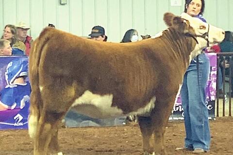 Maycee Howard captured Breed Champion Hereford
