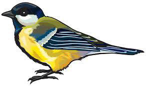 ~ Birds ~