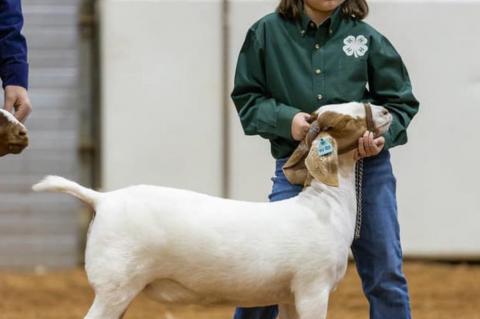 Pontotoc County Livestock Show Results
