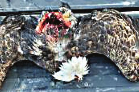 Bald Eagle Death Under Investigation in Oklahoma Reward offered for information