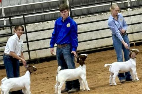 Allen FFA & 4H in County Fair