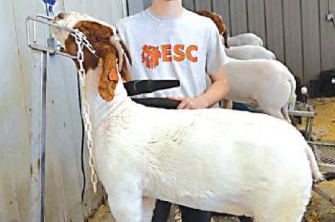 Allen Students do very well at Regional Show