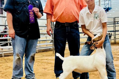 Allen FFA & 4H in County Fair