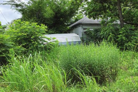 Weed, Trash, Junk and Abandoned Cars