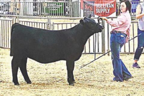 Maycee Howard is new member of American Angus A