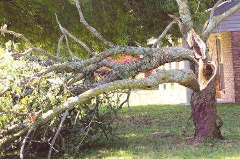 Article Image Alt Text